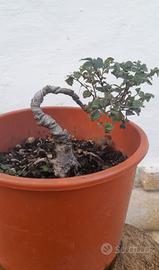 Bonsai-Prebonsai di Olmo
