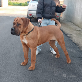 Bandog