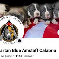 Amstaff Blue ( American Staffordshire Terrier Blu)