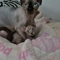 Sphynx femminuccia