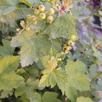 Ribes rosso in vaso