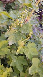 Ribes rosso in vaso