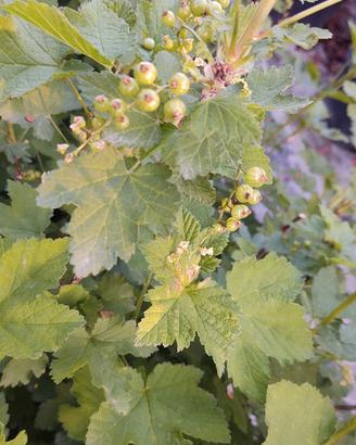 Ribes rosso in vaso