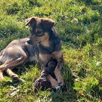 Adozione simpatico cagnolino in canile Roma nord