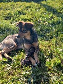 Adozione simpatico cagnolino in canile Roma nord