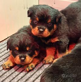 Cuccioli Rottweiler