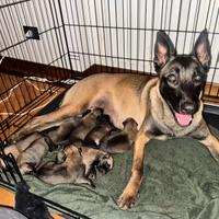 Cuccioli di pastore belga malinois