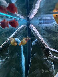 Pesce Platy