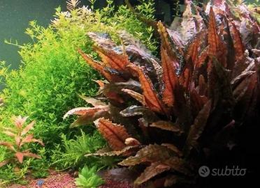 Pianta acquario Cryptocoryne wendtii
