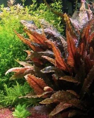 Pianta acquario Cryptocoryne wendtii
