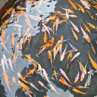 Carpe koi 10/12 cm colorate sane pesci laghetto