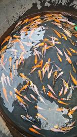 Carpe koi 10/12 cm colorate sane pesci laghetto