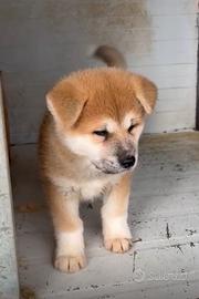 Cucciolo di Akita inu 3 mesi