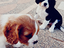 Immagine 5
