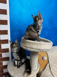Cuccioli di Maine Coon