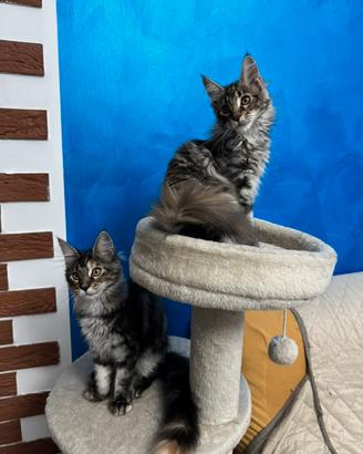 Cuccioli di Maine Coon
