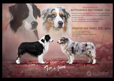 Pastore Australiano con pedigree