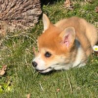 Cuccioli corgi