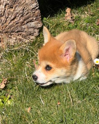 Cuccioli corgi
