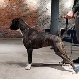 Boxer Maschio