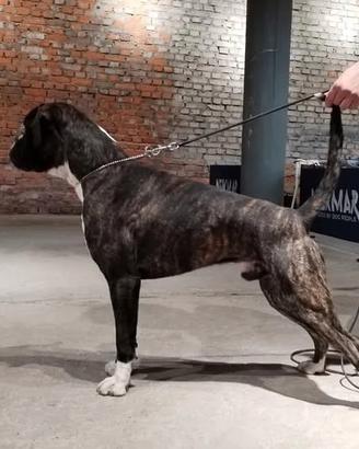 Boxer Maschio
