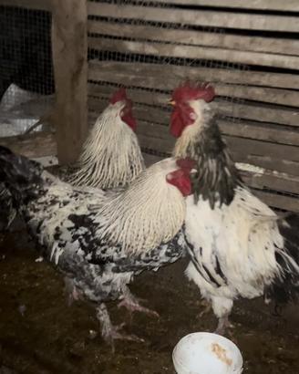 Galline,galli