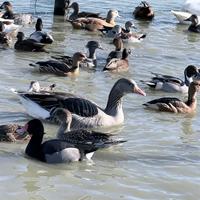 Anatidi ornamentali vari