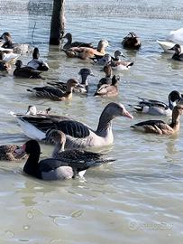 Anatidi ornamentali vari