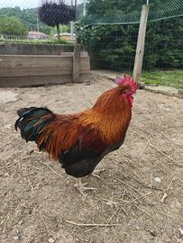 Gallo