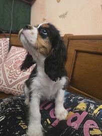 Ultimo cucciolo Cavalier King PEDIGREE Certifi