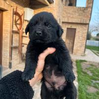 Cuccioli Terranova/Rottweiler