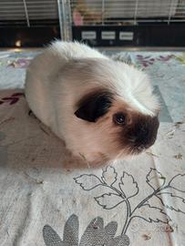 Cavia california maschio
