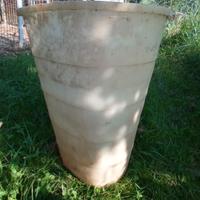Bigongia mastello per la raccolta uva
