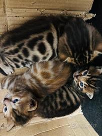 Cuccioli di Bengala incrociati con Europeo