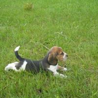 Beagle cuccioli