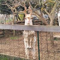 Capretto (Capra Girgentana)