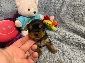 Yorkshire cuccioli con pedigree Enci e Test