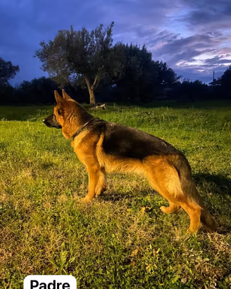 Cuccioli di PASTORE TEDESCO