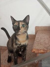 Dolcissima gatta 2 anni sterilizzata in adozione