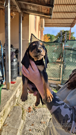 Cuccioli con PEDIGREE