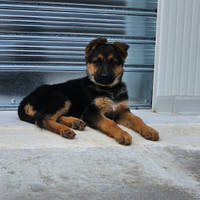 Cucciola pastore tedesco