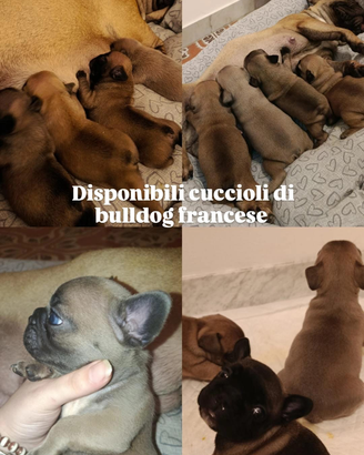Bulldog