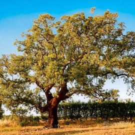 🌳 Sughera (Quercus Suber) – Piantine di 1 Metro 