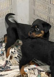 Rottweiler