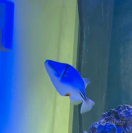 Acquario pesci marini