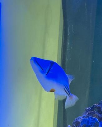 Acquario pesci marini