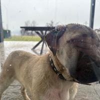 Cucciola Cane Corso frumentina