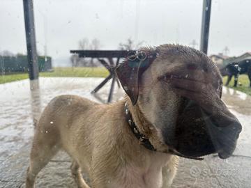 Cucciola Cane Corso frumentina
