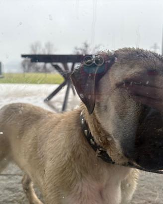 Cucciola Cane Corso frumentina