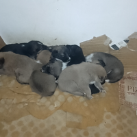 Cuccioli incrocio maremmano pastore tedesco